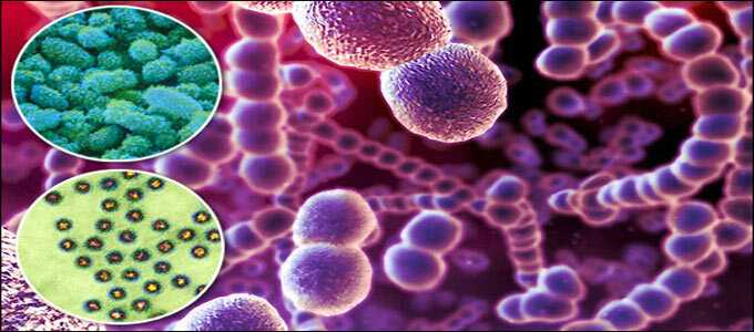 Бактерия Escherichia coli