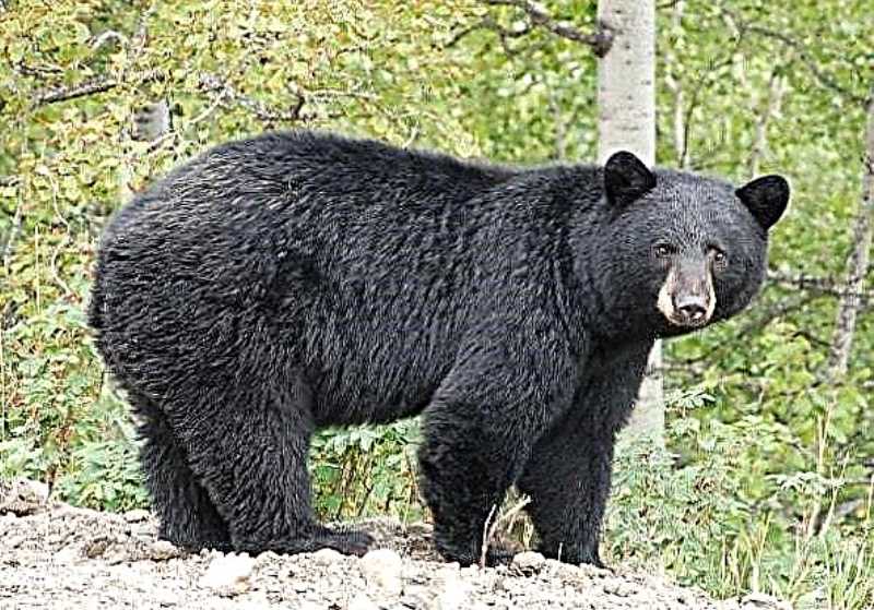 Кодиак: самый крупный и опасный медведь