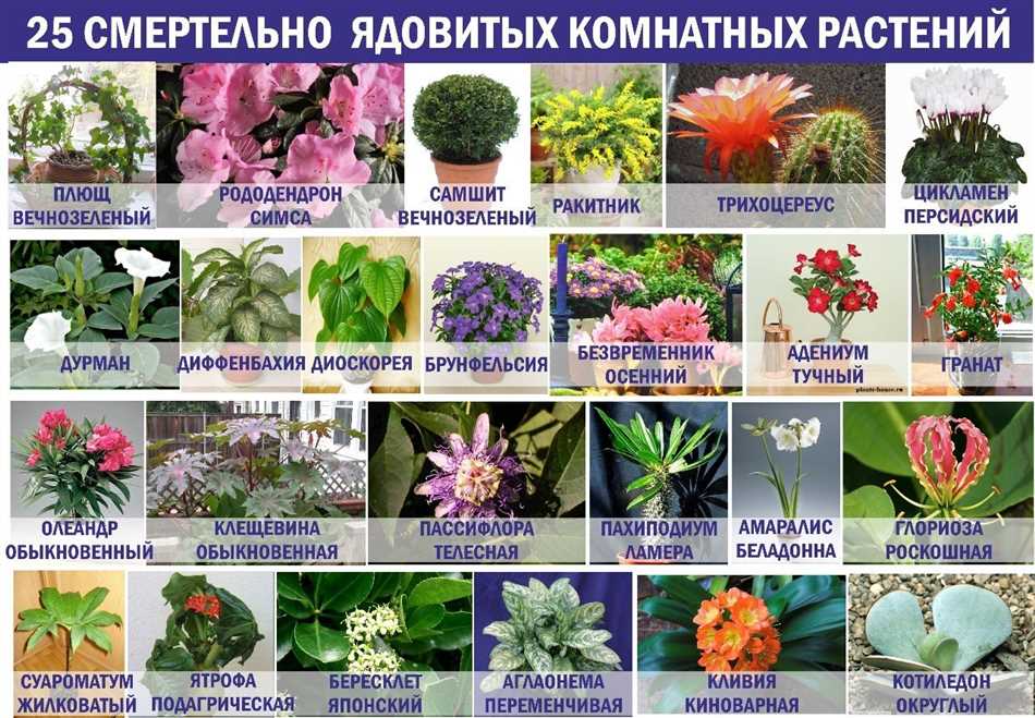 Дудник мертвенельный