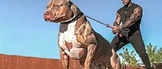 Самые опасные собаки 10: рейтинг пород по агрессивности и потенциальной опасности