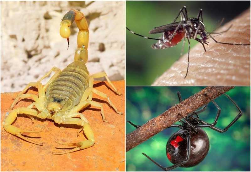 Виды комаров, передающие опасные инфекции