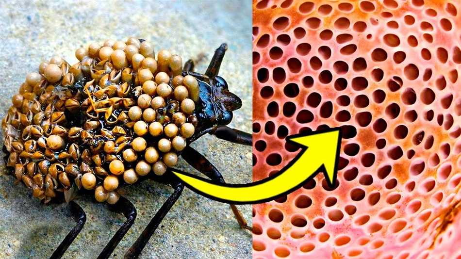 Самые опасные виды насекомых в мире