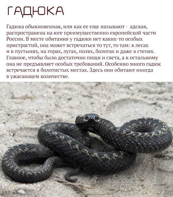 Ядовитые змеи