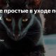 Самые простые кошки для ухода: идеальные питомцы