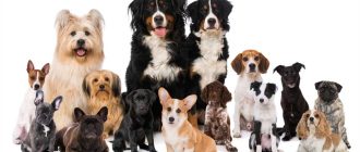 Самые редкие породы собак в России: узнайте о них больше!
