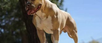 Самые сильные породы собак: топ-10 сильнейших представителей