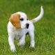 Самые спокойные небольшие собаки: топ-10 пород