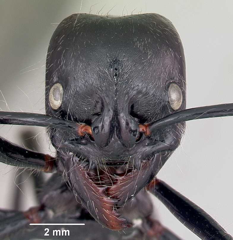 Мир муравьёв: таинственный и опасный