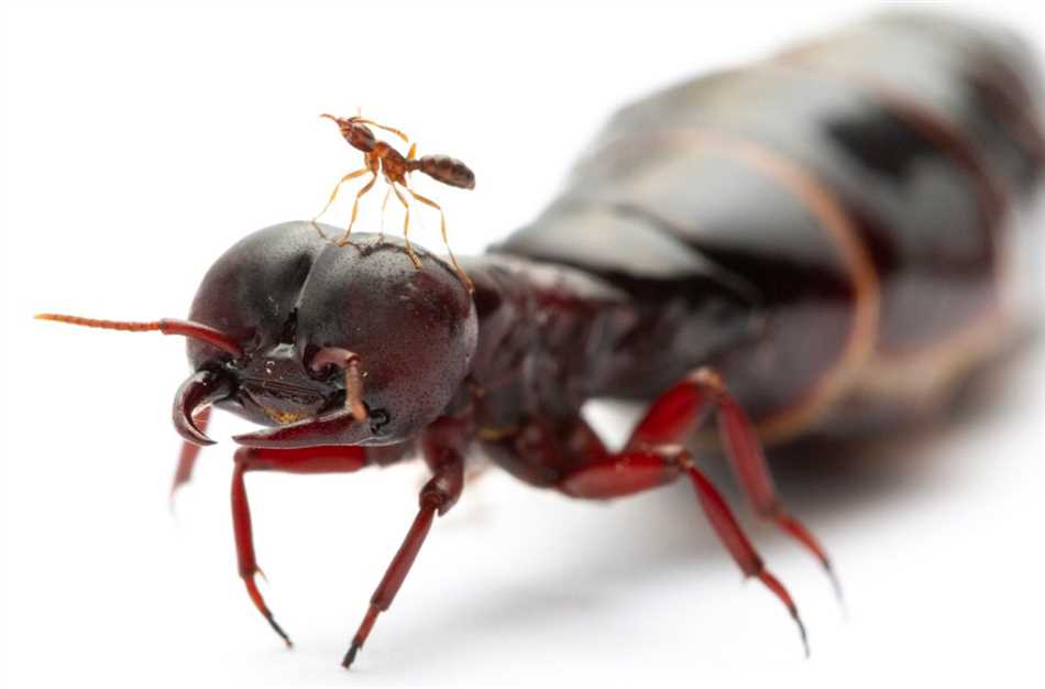 Самые страшные муравьи в мире