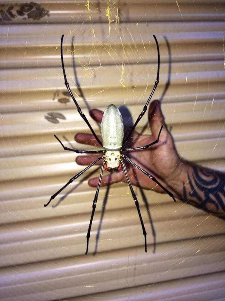 Самые страшные насекомые Австралии