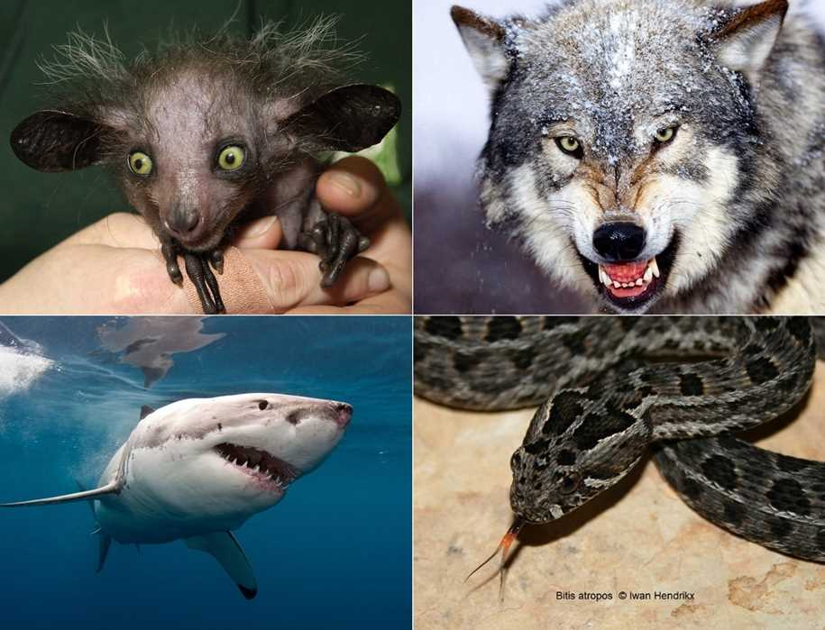 Самые страшные животные в мире