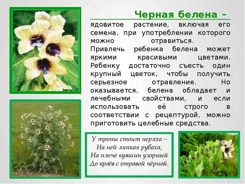  Пиния ядовитая 