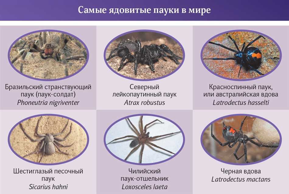 Южноамериканский красный бутака
