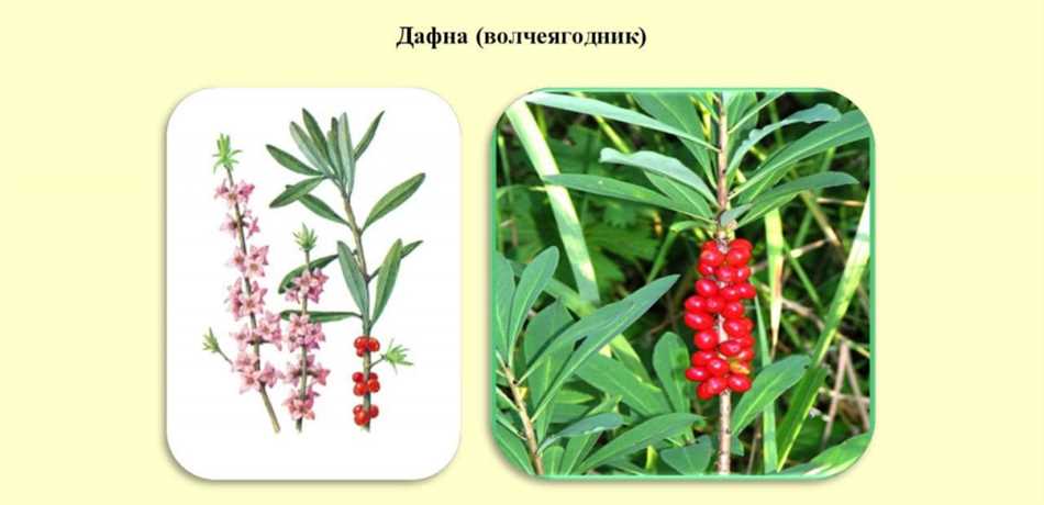 Гибискус сирийский – царица цветов