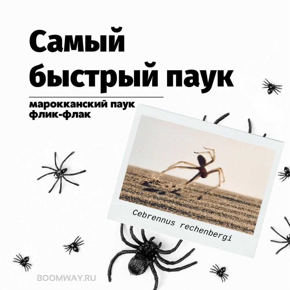 Третий раздел: Свойства и преимущества скорости