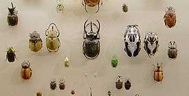 Самый быстрый жук в мире: удивительные факты о скоростной насекомой