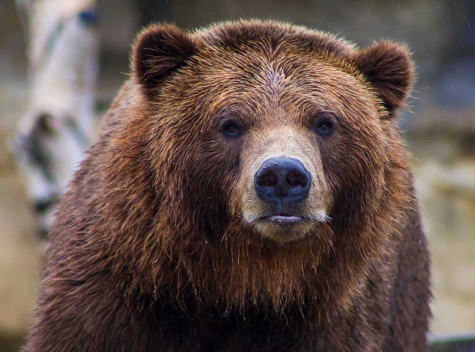 Самый большой гризли медведь в мире