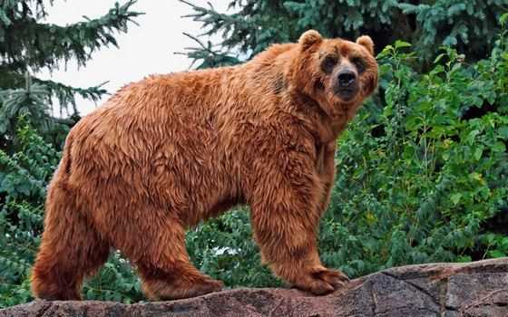 Самый большой и мощный медведь