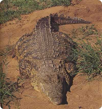 Самый большой крокодил в мире Густав