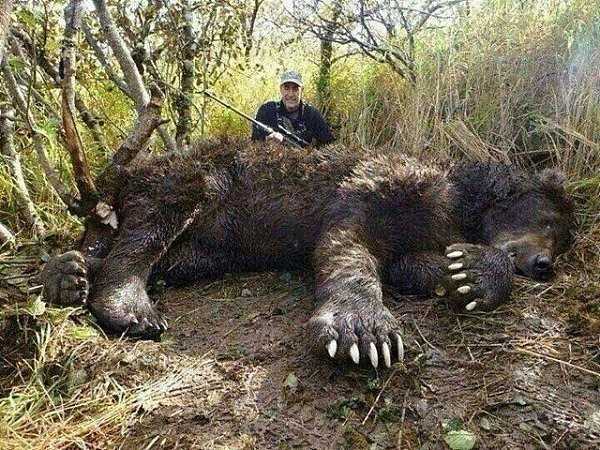 Самый большой медведь в мире за всю историю