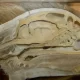 Самый большой мозг у млекопитающих по отношению к весу тела