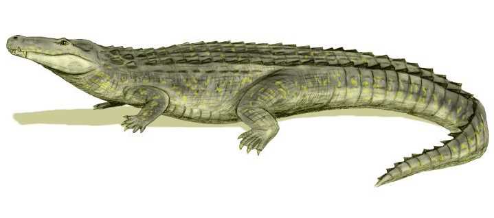 Рекорды в мире крокодилов
