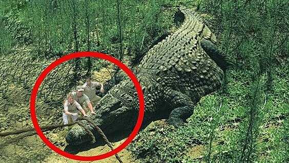 Самый большой в мире крокодил за всю историю