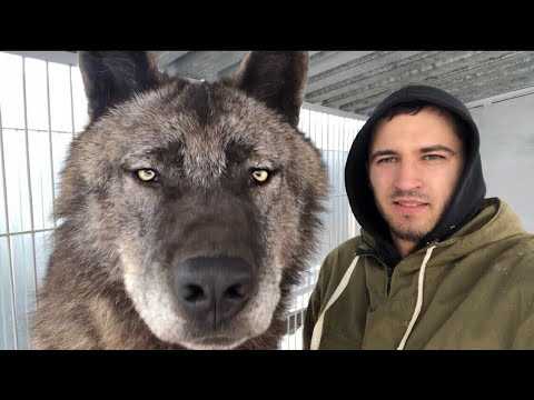 Описание самого большого волка в мире