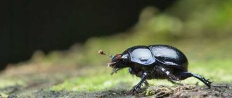 Самый большой жук навозник - удивительные факты о размерах и особенностях