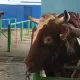 Самый дорогой бык в мире: рекордная цена и уникальные характеристики
