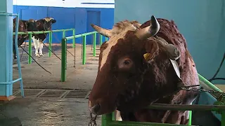 Самый дорогой бык