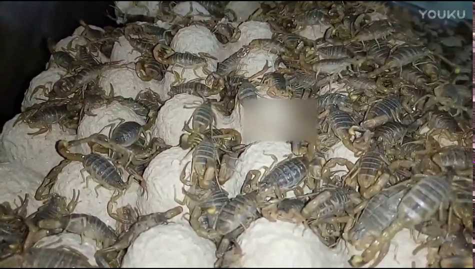 Сложность добычи самого дорогого яда