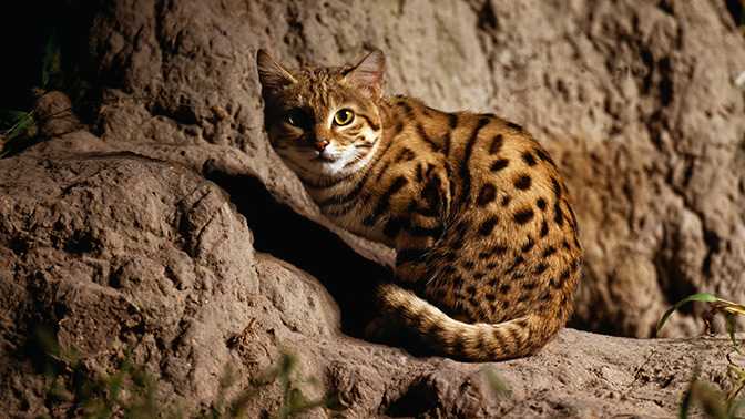Король среди королей