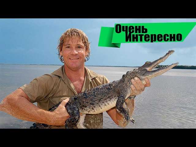 Рекордное количество прирученных крокодилов