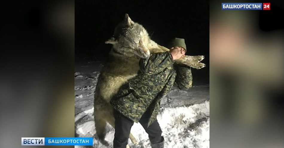 Размер и вес самого большого волка в России