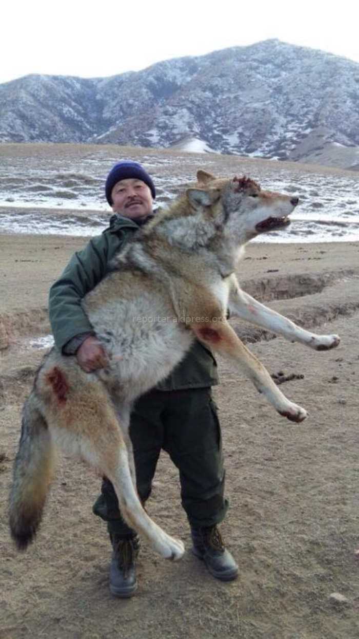 Уникальное поведение и особенности самцов