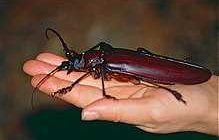 Самый крупный жук в мире: удивительные особенности и факты