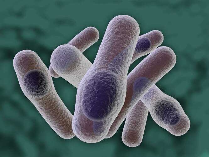 Самый опасные бактерии обитающие на земле