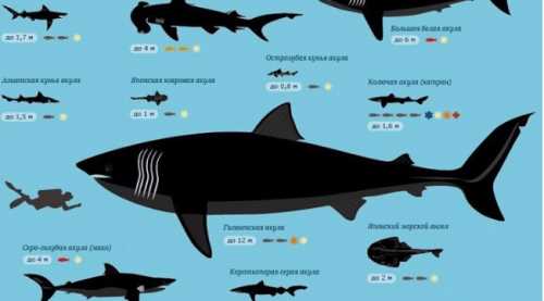 Методы предотвращения встречи с самым опасным видом акулы