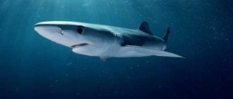 Самый опасный вид акул в мире: узнайте, какая акула считается самой опасной