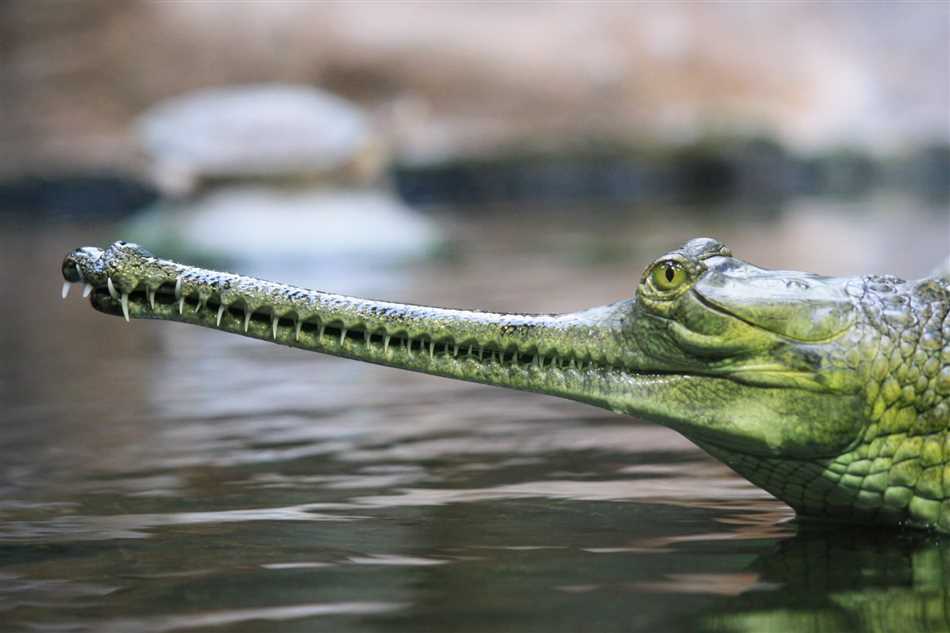 Экологическое значение самого редкого крокодила