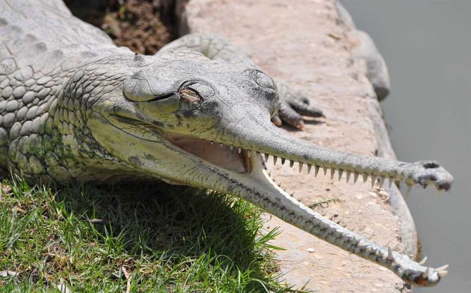 Самый редкий крокодил