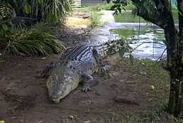 Физические характеристики крокодилов