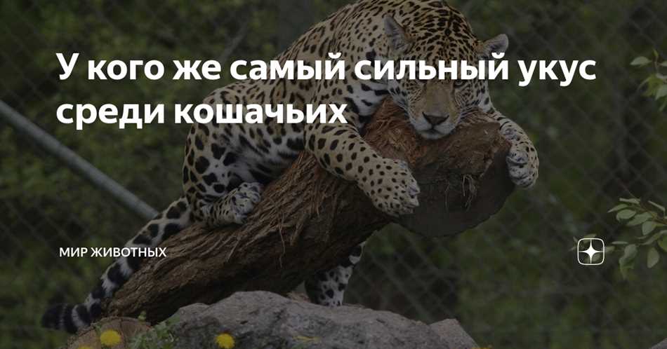Медведь - сила и мощь в одном