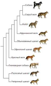 Самый сильный волк
