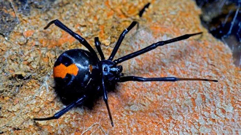 Описание самого страдного паука