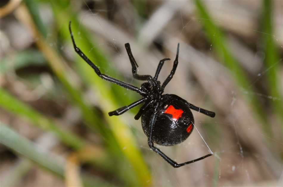 Самый страдный паук