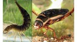 Самый страшный жук в мире: все, что вы хотели знать