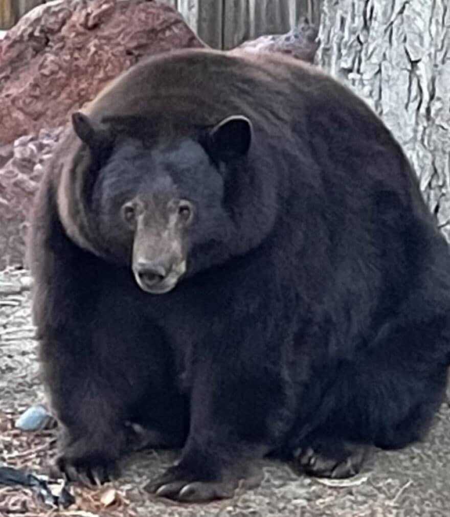 Размеры медведя