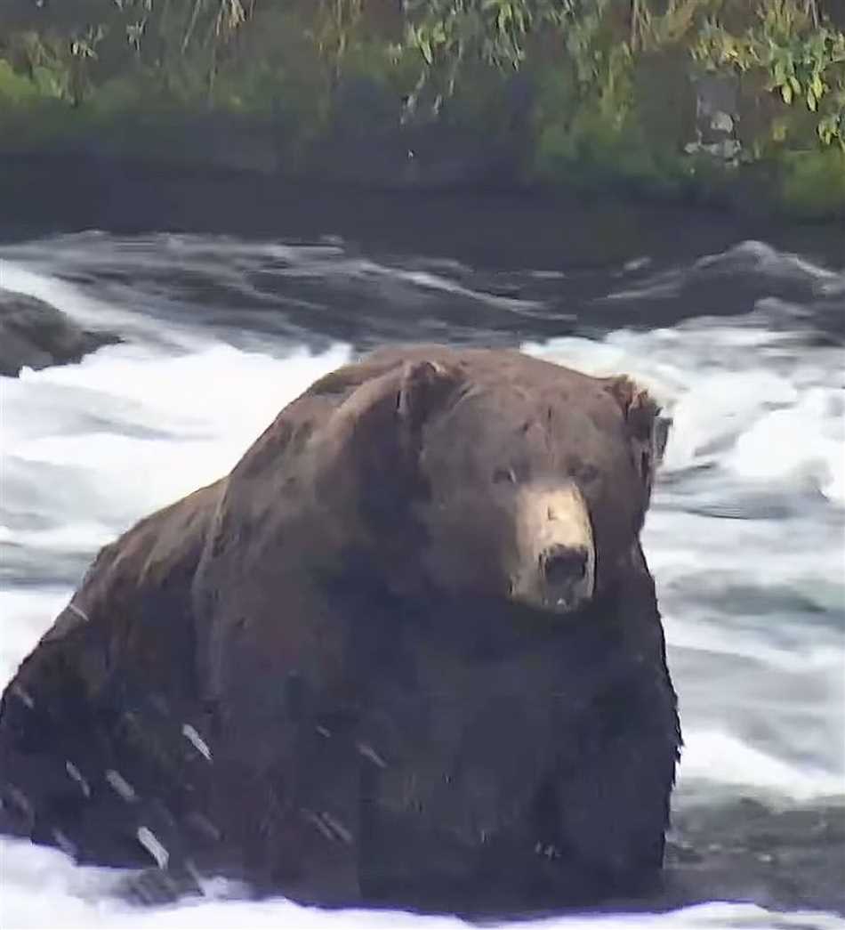 Самый толстый медведь